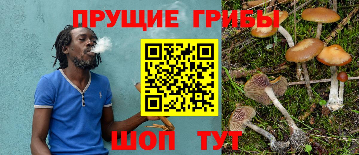 Псилоцибиновые грибы Psilocybine cubensis Гай