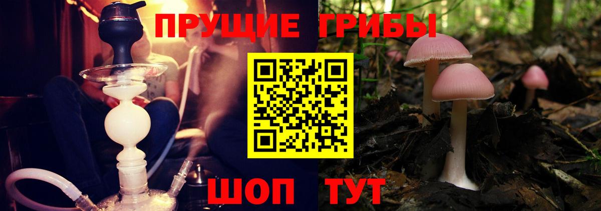 Гай  наркотики  Вход с VPN  Псилоцибиновые грибы Cubensis 